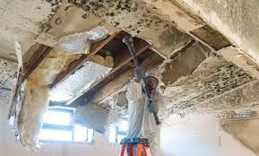 Best Commercial Mold Inspection in USA